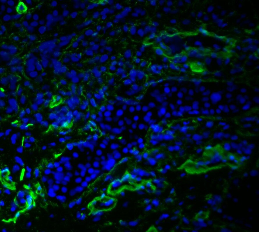 VEGFR3/Flt-4 Antibody (AFL4) [Alexa Fluor® 488] NBP1-43259AF488
