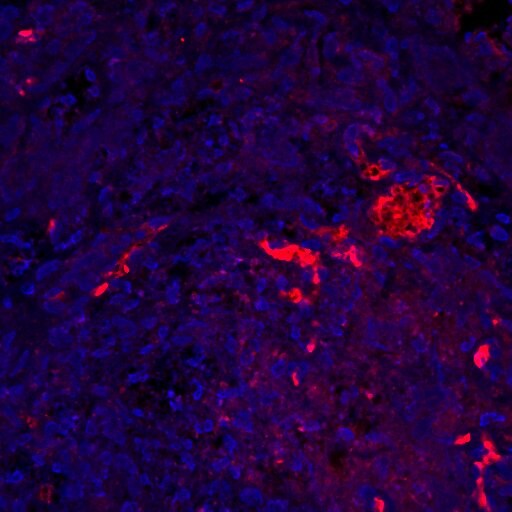 CXCR2/IL-8RB Antibody (5E8-C7-F10) - BSA Free NBP1-43338