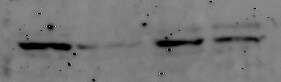 PDGFR alpha Antibody (APA5) - BSA Free NBP1-43350