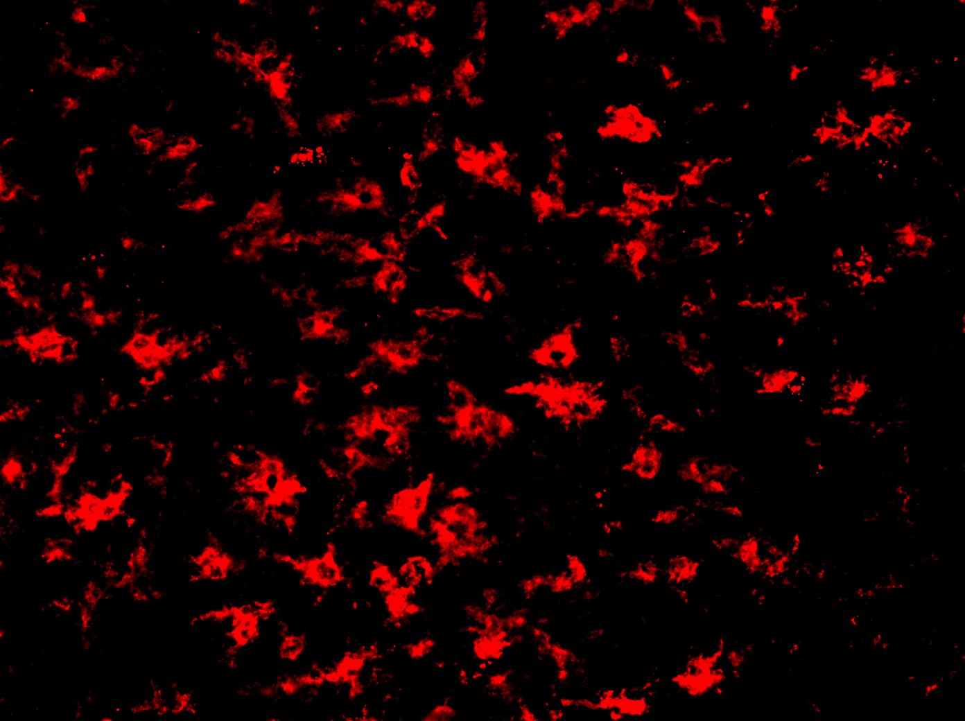 M-CSFR/CD115 Antibody (AFS98) - BSA Free NBP1-43363