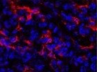 M-CSFR/CD115 Antibody (AFS98) - BSA Free NBP1-43363