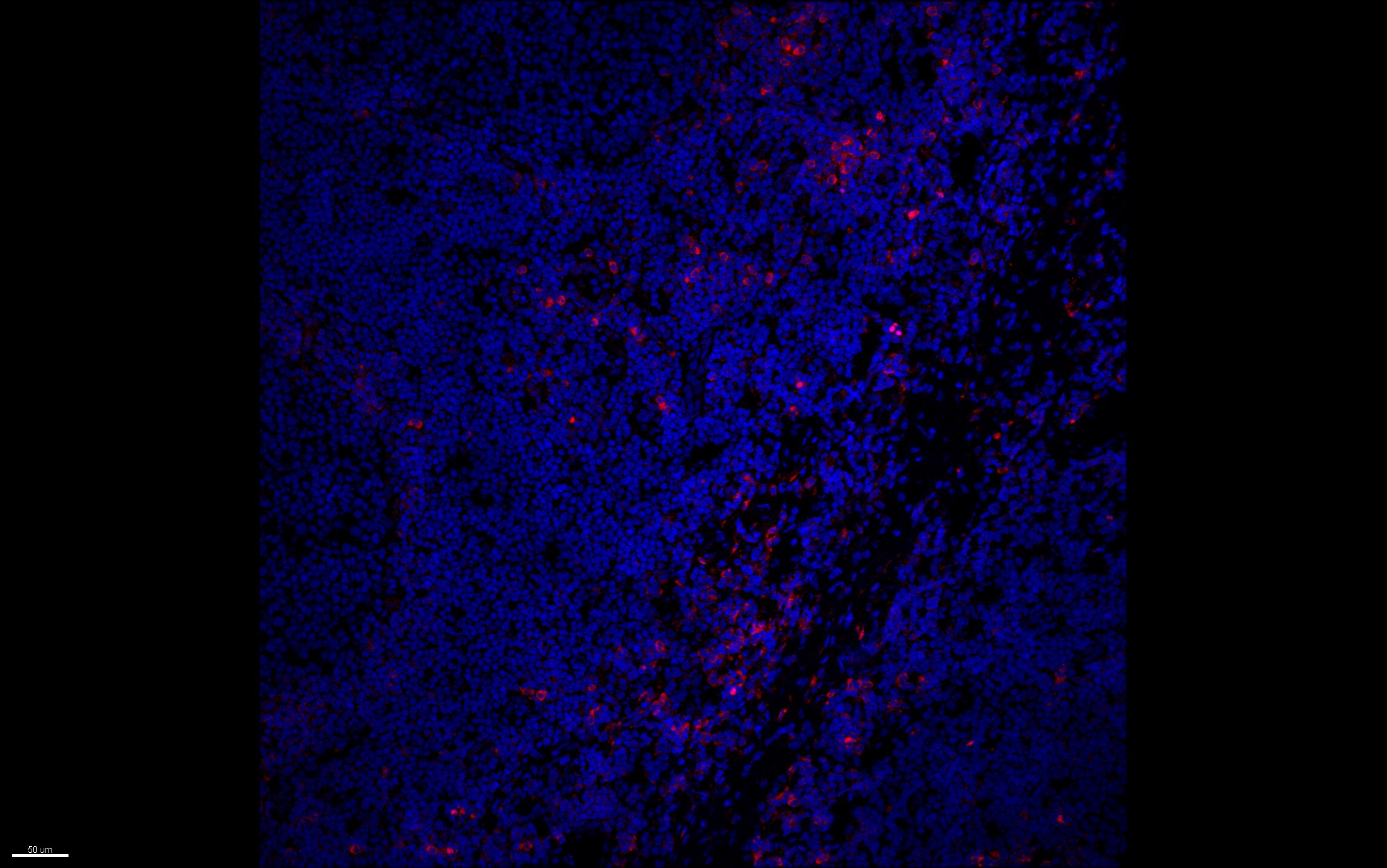 CD1d Antibody (51.1) [Alexa Fluor® 488] NBP1-43460AF488