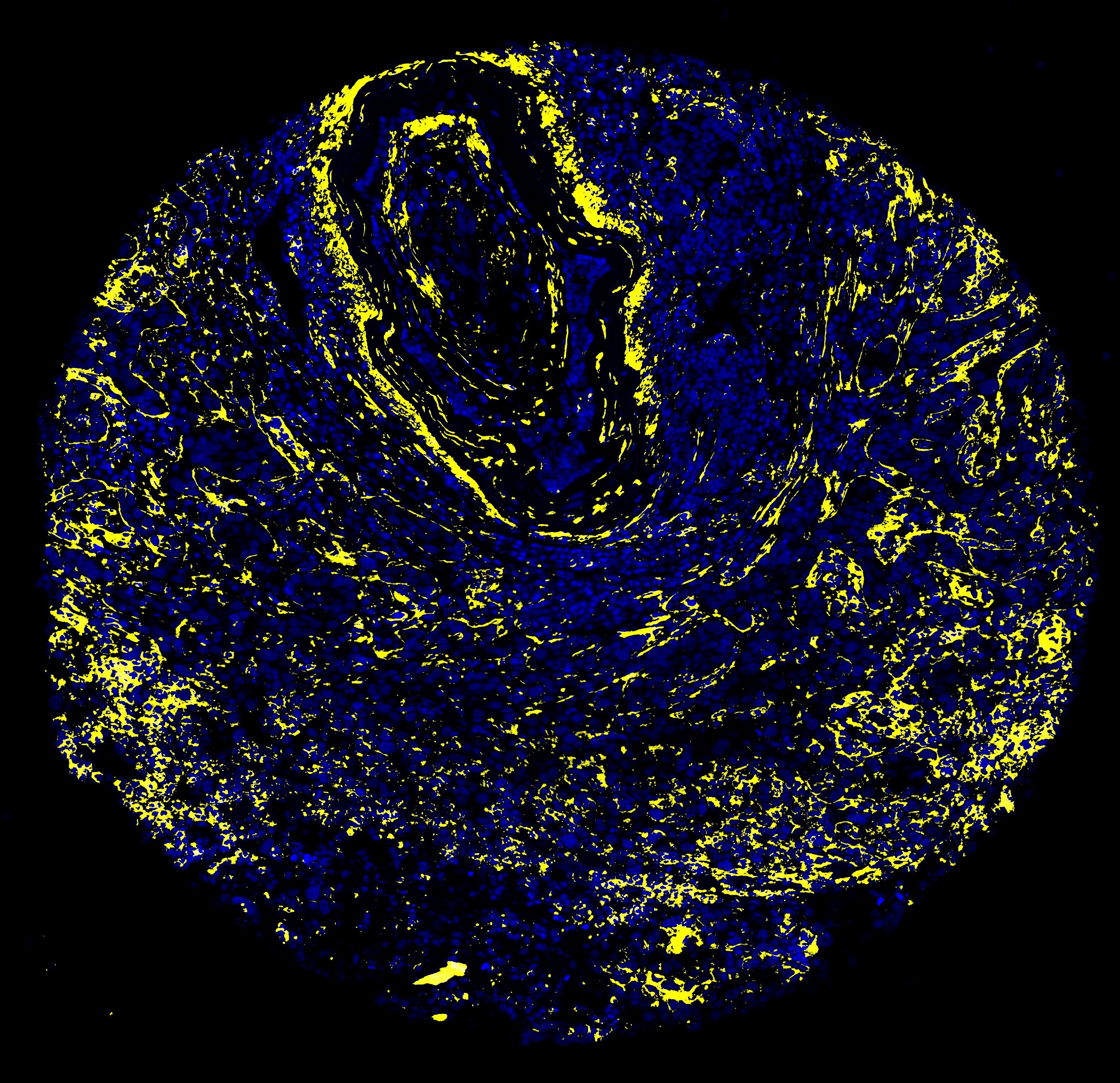 CD45 Antibody (EM-05) [Alexa Fluor® 594] NBP1-44763AF594