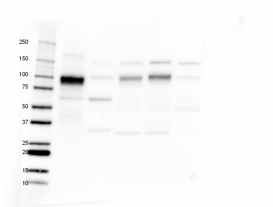 PSMA/FOLH1/NAALADase I Antibody (GCP-04) - BSA Free NBP1-45057