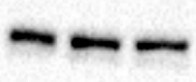 UBR2 Antibody NBP1-45243