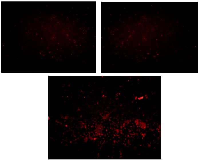 PBR Antibody NBP1-45769