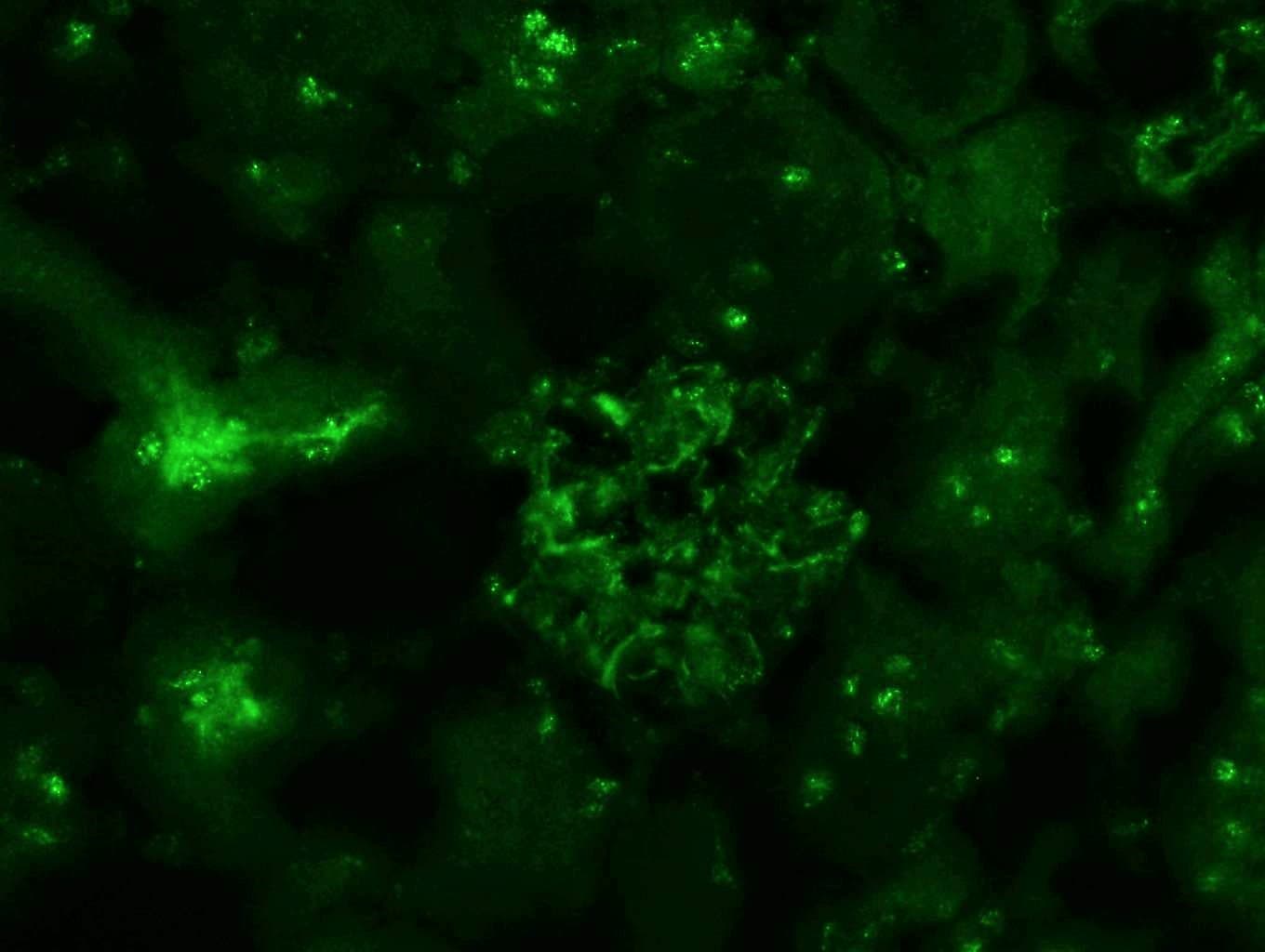 NFATC4 Antibody NBP1-46210