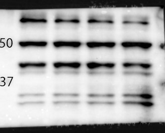 ERR alpha/NR3B1 Antibody - BSA Free NBP1-47254
