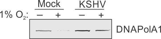 DNA polymerase alpha Antibody NBP1-47257