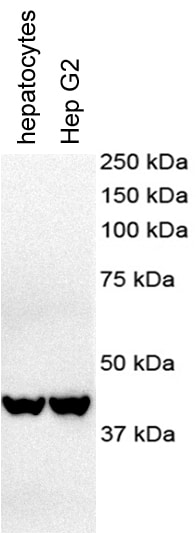 beta-Actin Antibody (8H10D10) - BSA Free NBP1-47423