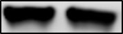 beta-Actin Antibody (8H10D10) - BSA Free NBP1-47423