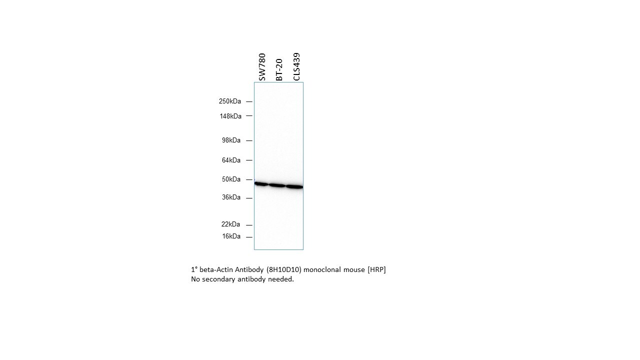 beta-Actin Antibody (8H10D10) [HRP] NBP1-47423H