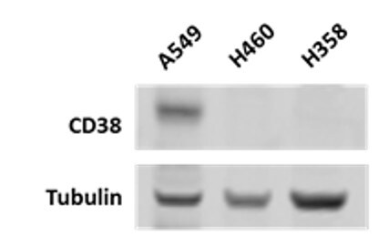 CD38 Antibody (6E12D) NBP1-47462