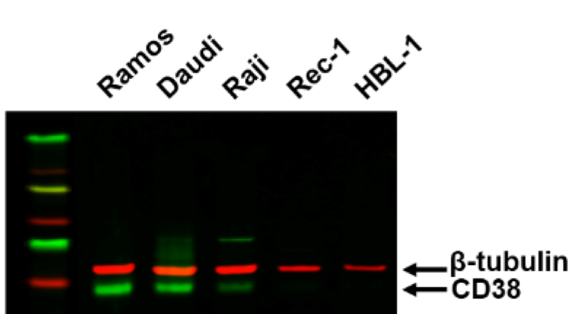 CD38 Antibody (6E12D) NBP1-47462