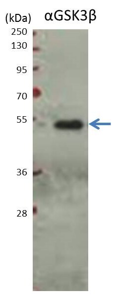 GSK-3 beta Antibody (3D10) - BSA Free NBP1-47470