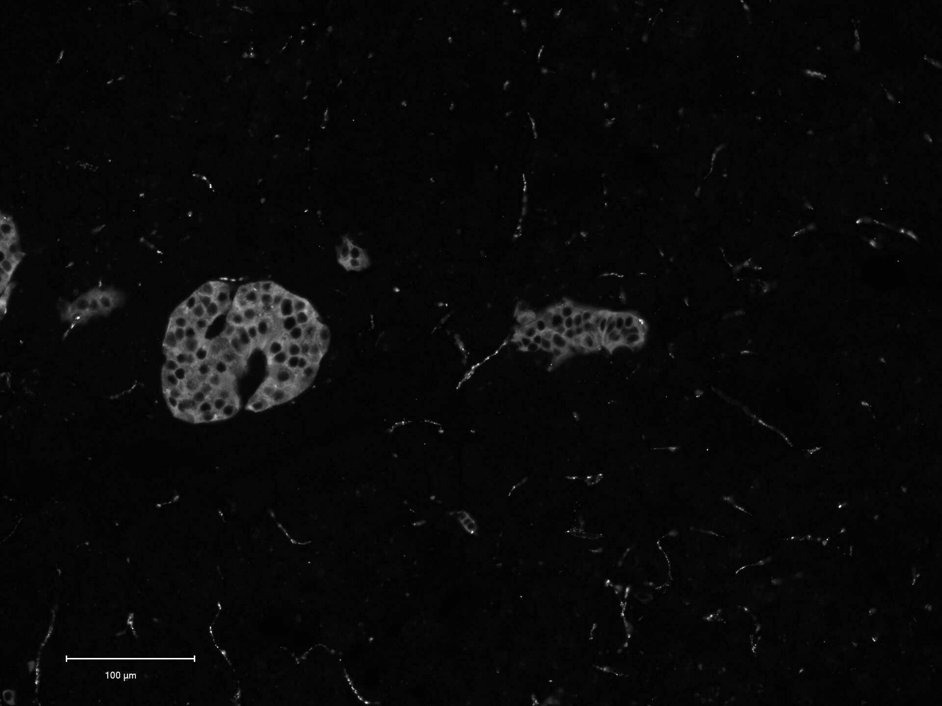 Synaptophysin Antibody (7H12) - BSA Free NBP1-47483