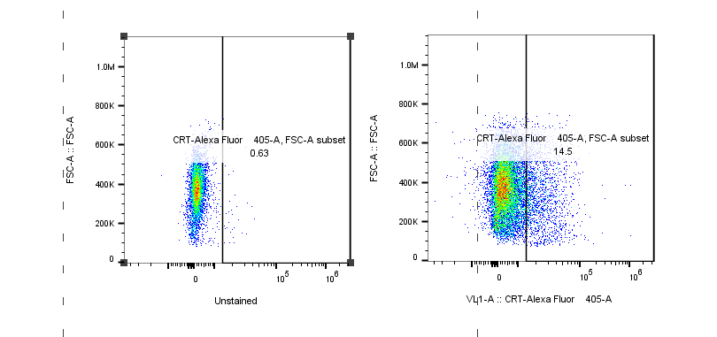 Calreticulin Antibody (1G6A7) [Alexa Fluor® 405] NBP1-47518AF405