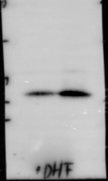 Dihydrofolate Reductase/DHFR Antibody (OTI6G7) NBP1-47727