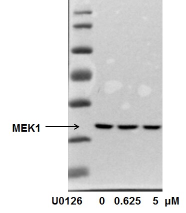 MEK1 Antibody (OTI1F5) NBP1-47833