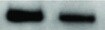 p38 gamma/SAPK3 Antibody (OTI10E1) NBP1-47852
