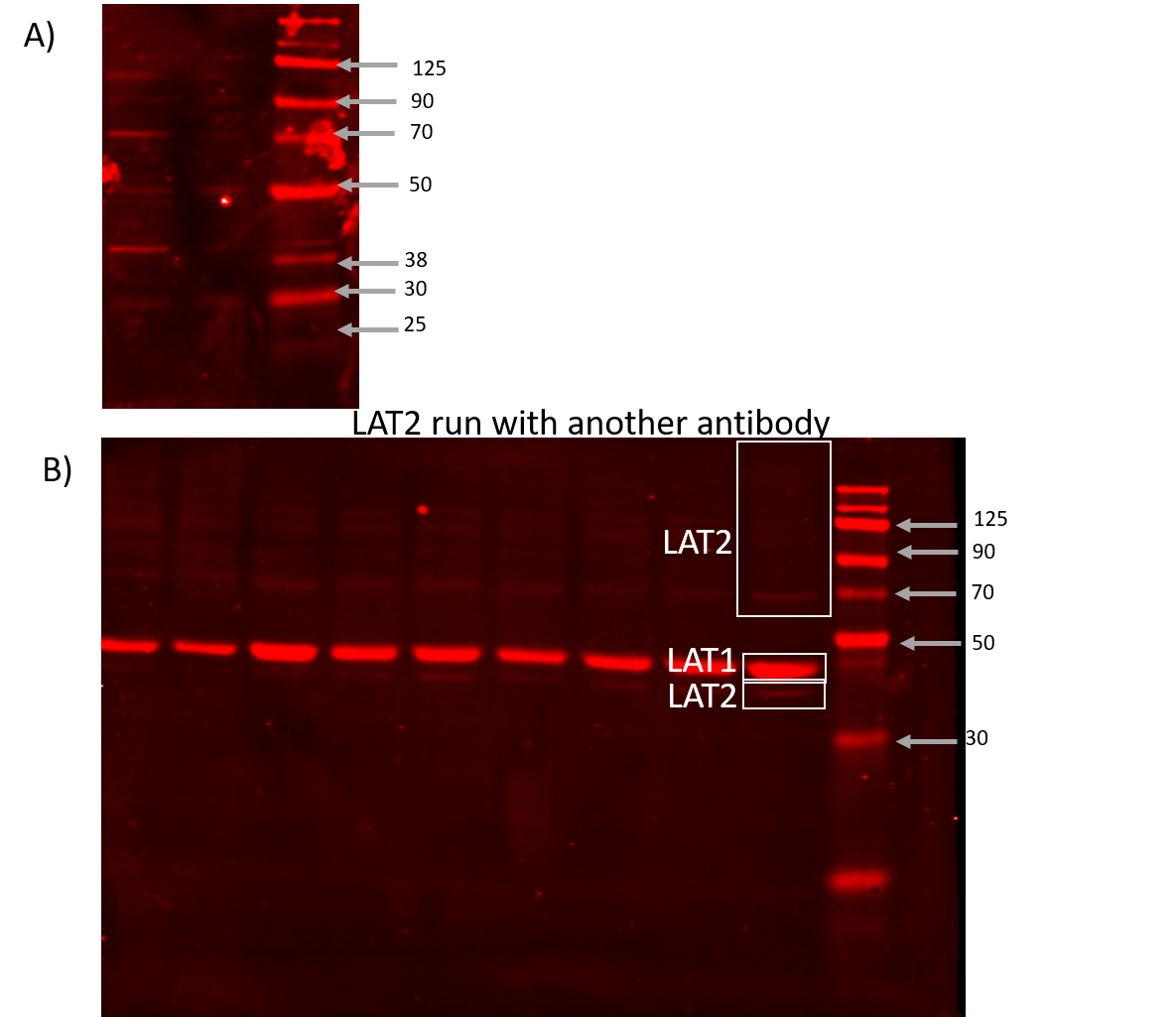 SLC7A8 Antibody (OTI7D6) NBP1-47989