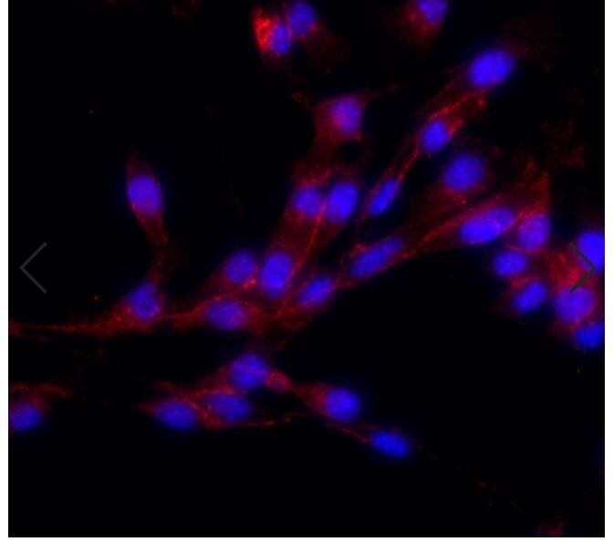 N-Cadherin Antibody (13A9) - BSA Free NBP1-48309