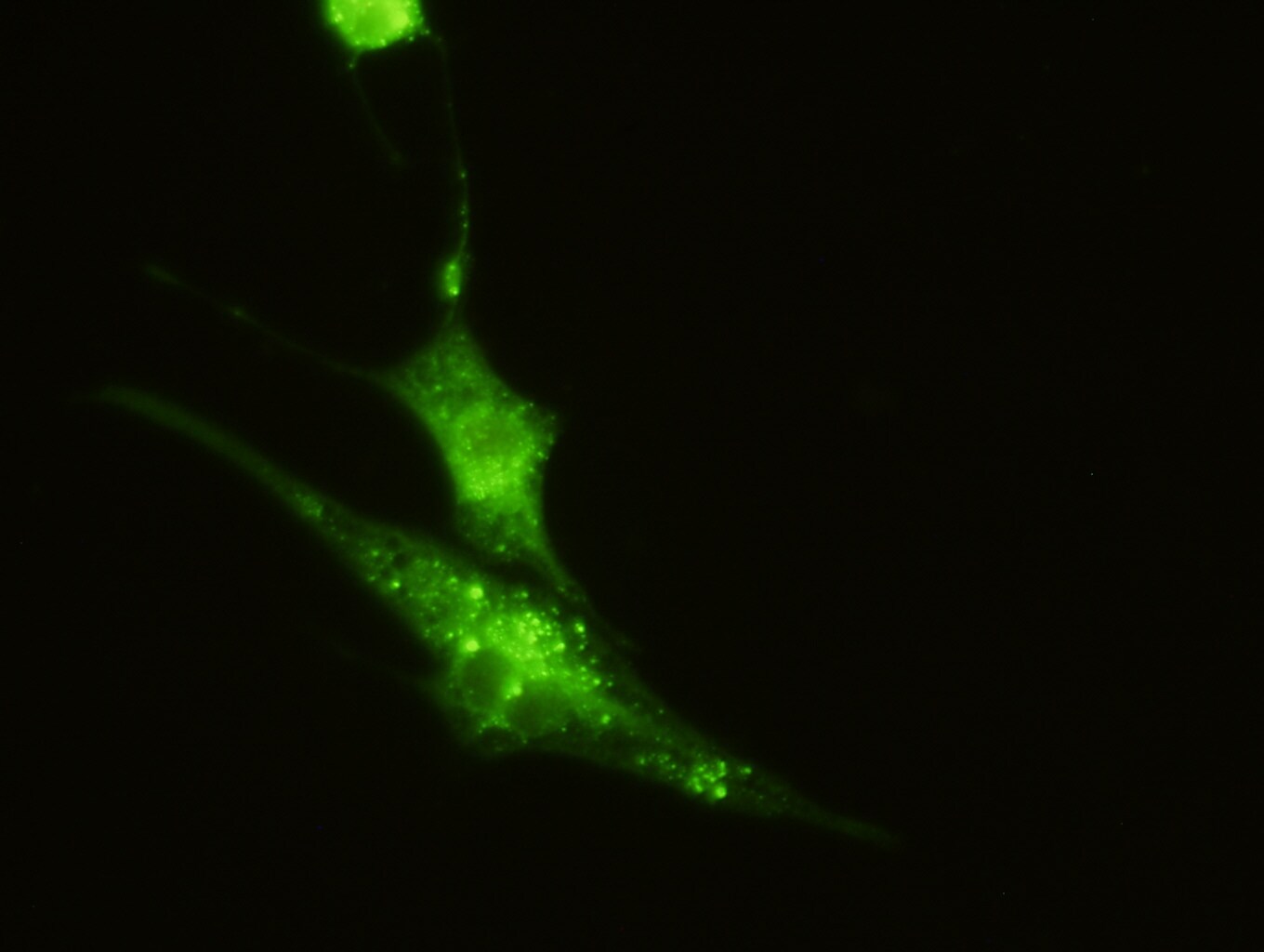 p62/SQSTM1 Antibody - BSA Free NBP1-48320