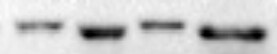 p62/SQSTM1 Antibody - BSA Free NBP1-48320