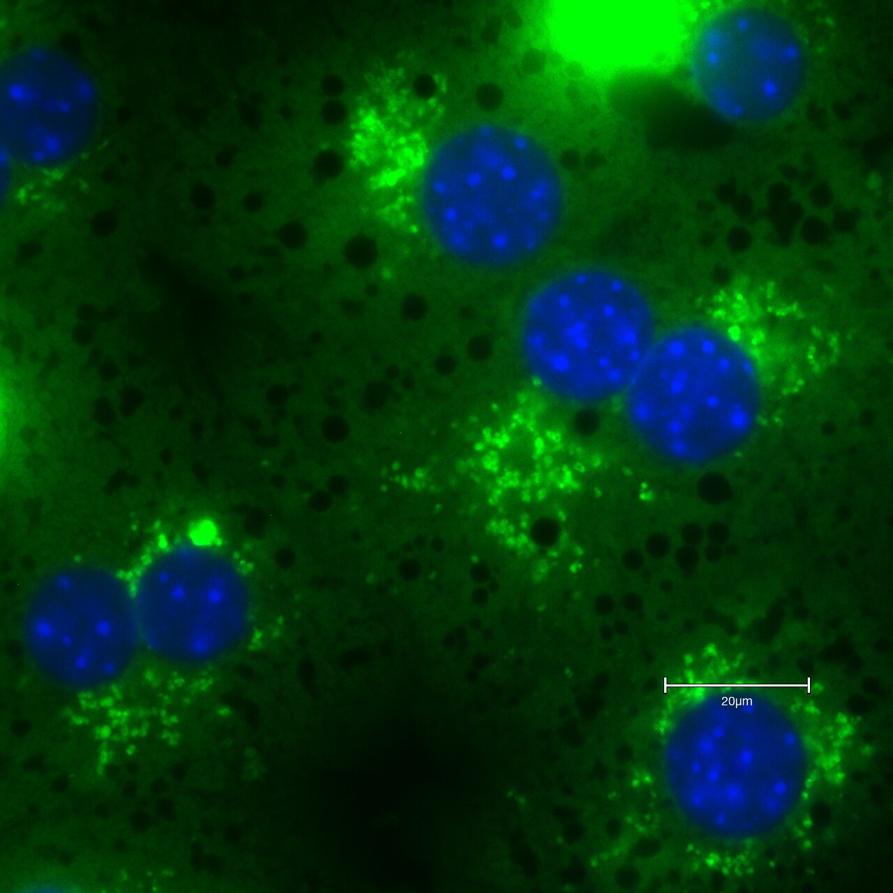 p62/SQSTM1 Antibody - BSA Free NBP1-48320