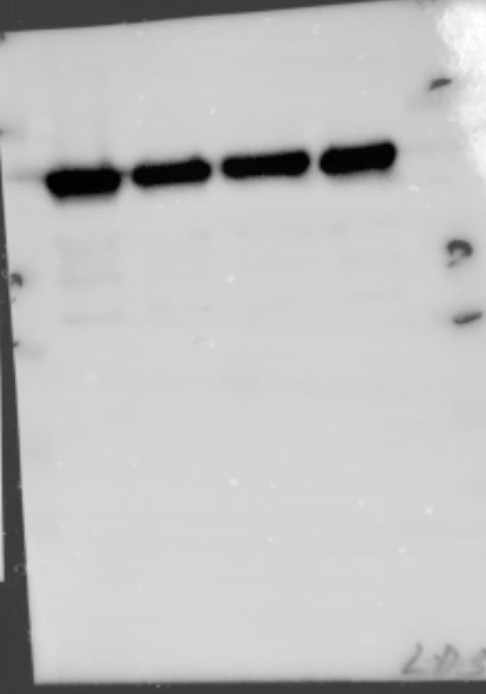 Lactate Dehydrogenase A/LDHA Antibody - BSA Free NBP1-48336