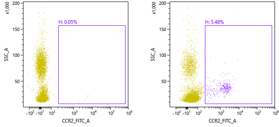 CCR2 Antibody [Alexa Fluor® 488] NBP1-48338AF488
