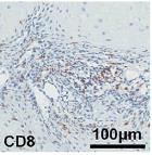 CD8 Antibody (53-6.7) - BSA Free NBP1-49045
