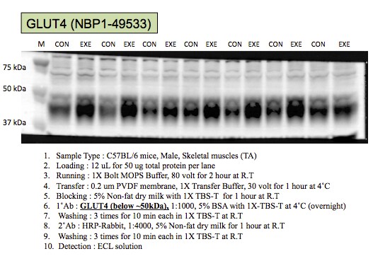 Glut4 Antibody - BSA Free NBP1-49533