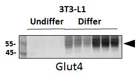 Glut4 Antibody - BSA Free NBP1-49533