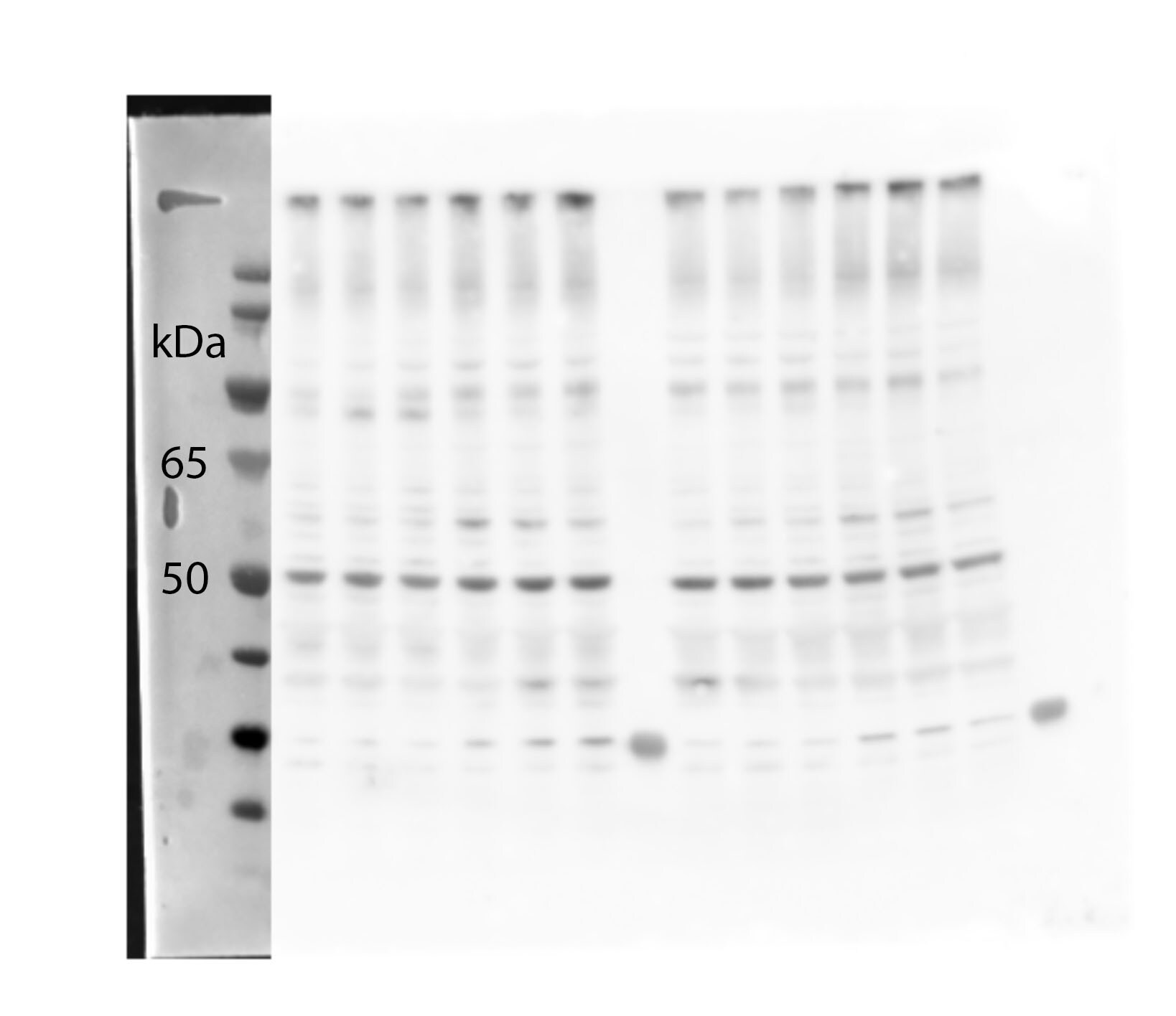Glut4 Antibody - BSA Free NBP1-49533