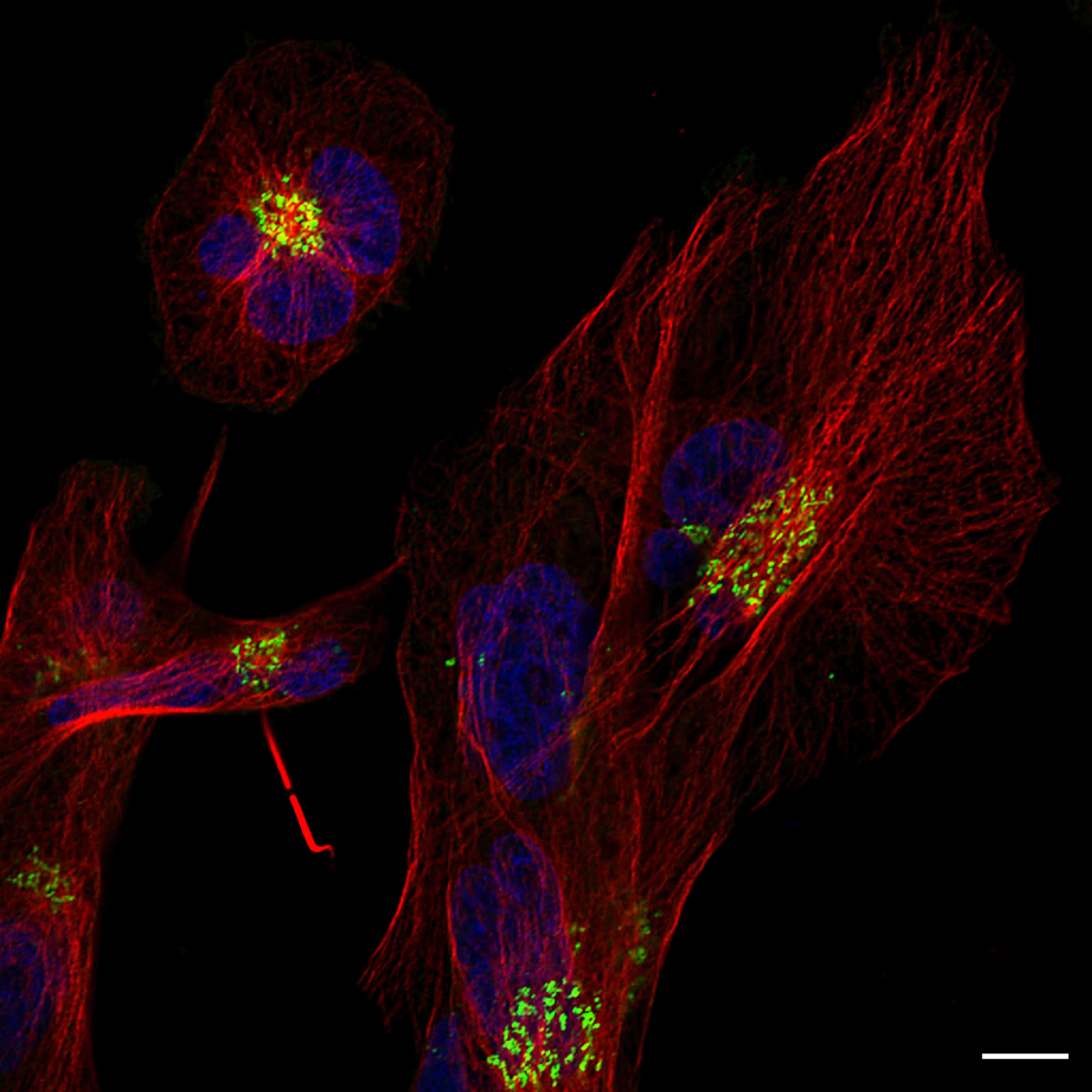 TGN46 Antibody [Alexa Fluor® 488] NBP1-49643AF488