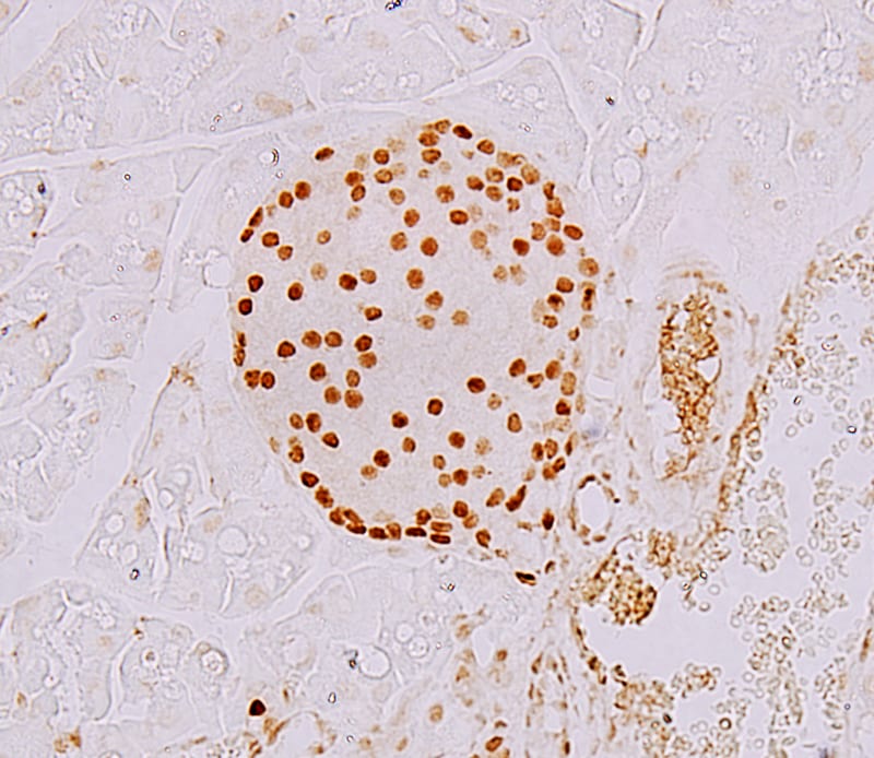 NKX6.1 Antibody - BSA Free NBP1-49672