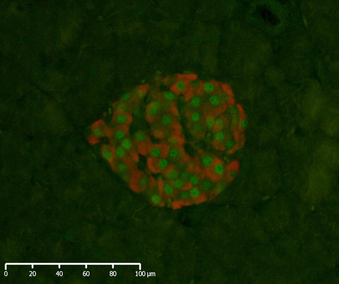 NKX6.1 Antibody - BSA Free NBP1-49672