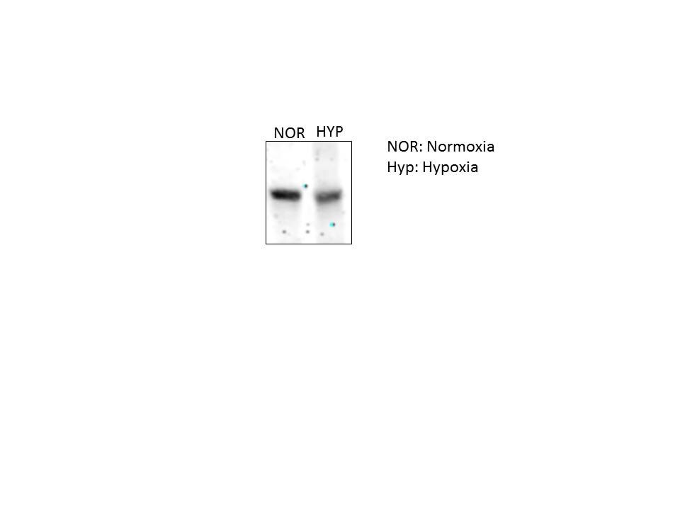 p62/SQSTM1 Antibody - BSA Free NBP1-49954