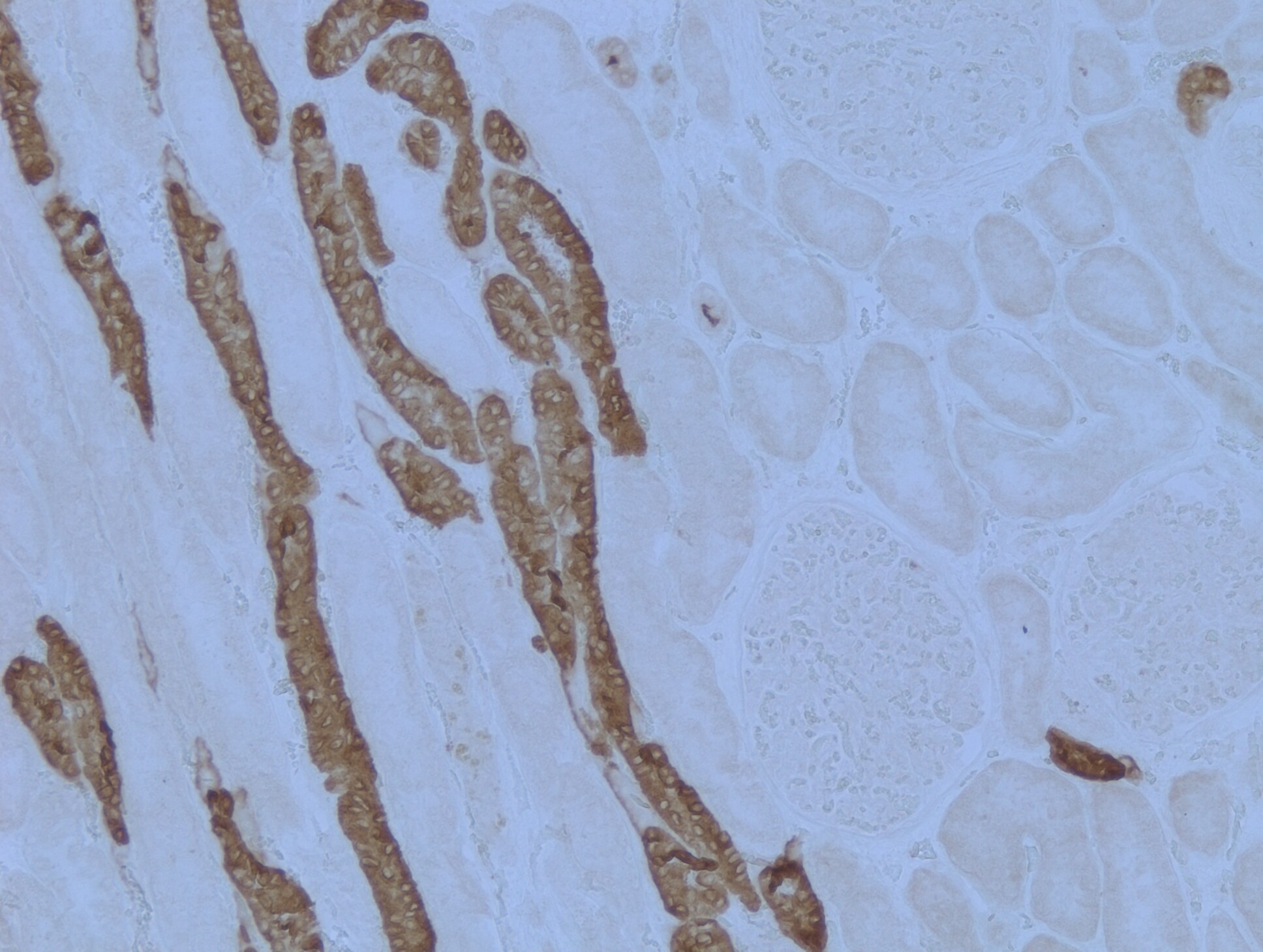 Uromodulin Antibody (10.32) - BSA Free NBP1-50321
