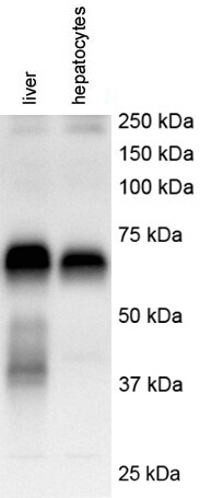 GOLM1 Antibody NBP1-50627