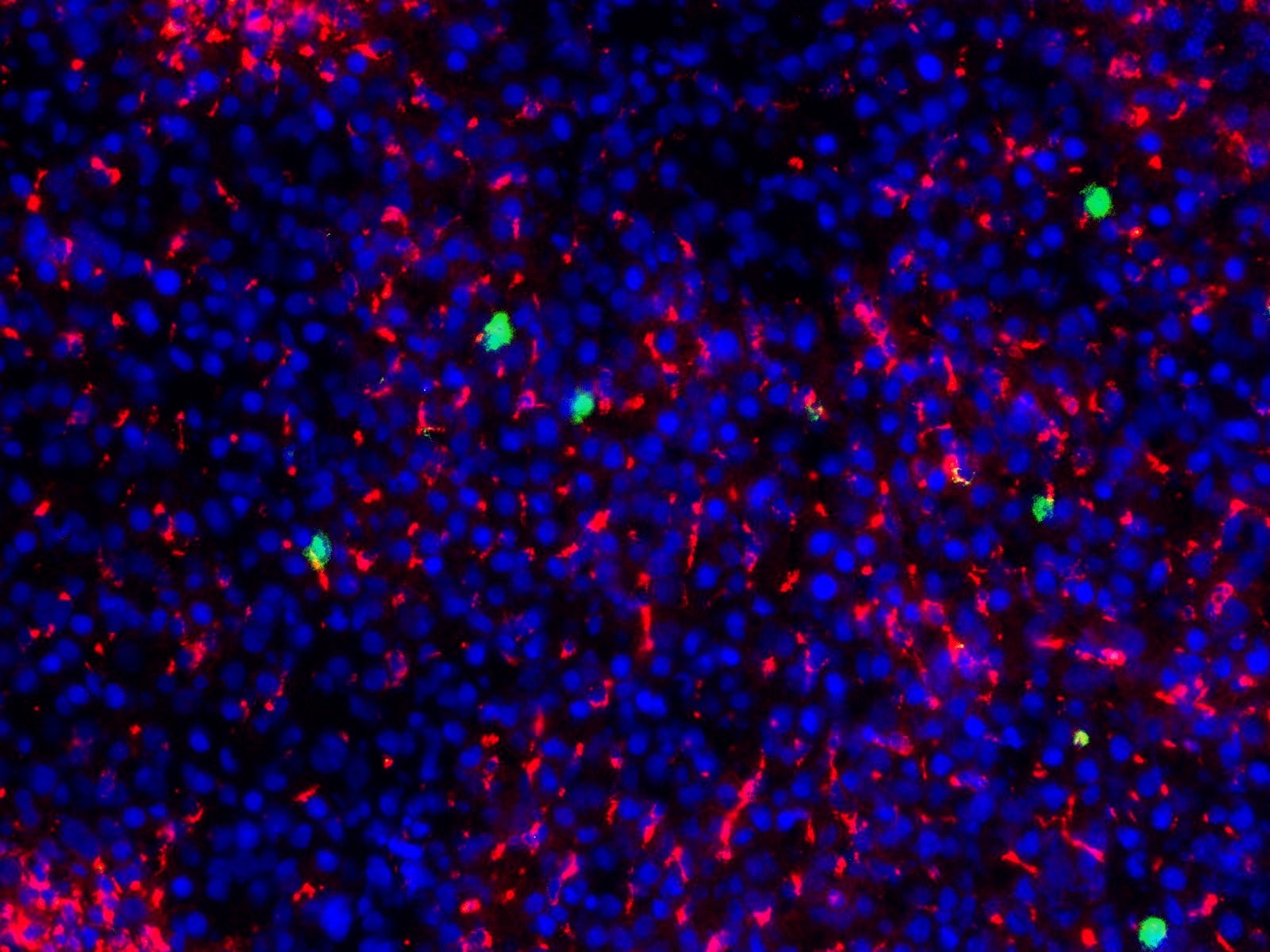 Myeloperoxidase/MPO Antibody (8F4) NBP1-51148