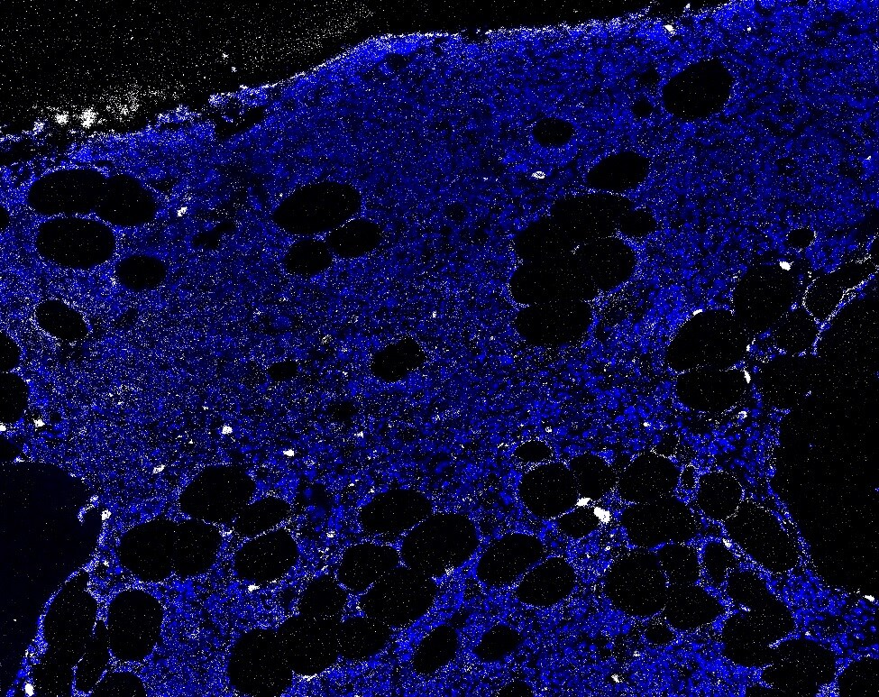 CD69 Antibody (8B6) NBP1-51607