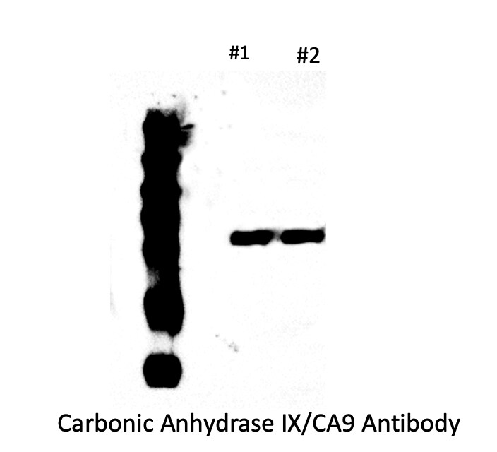 Carbonic Anhydrase IX/CA9 Antibody (2D3) - BSA Free NBP1-51691