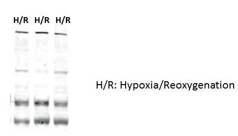 Alpha Fodrin Antibody - BSA Free NBP1-53093