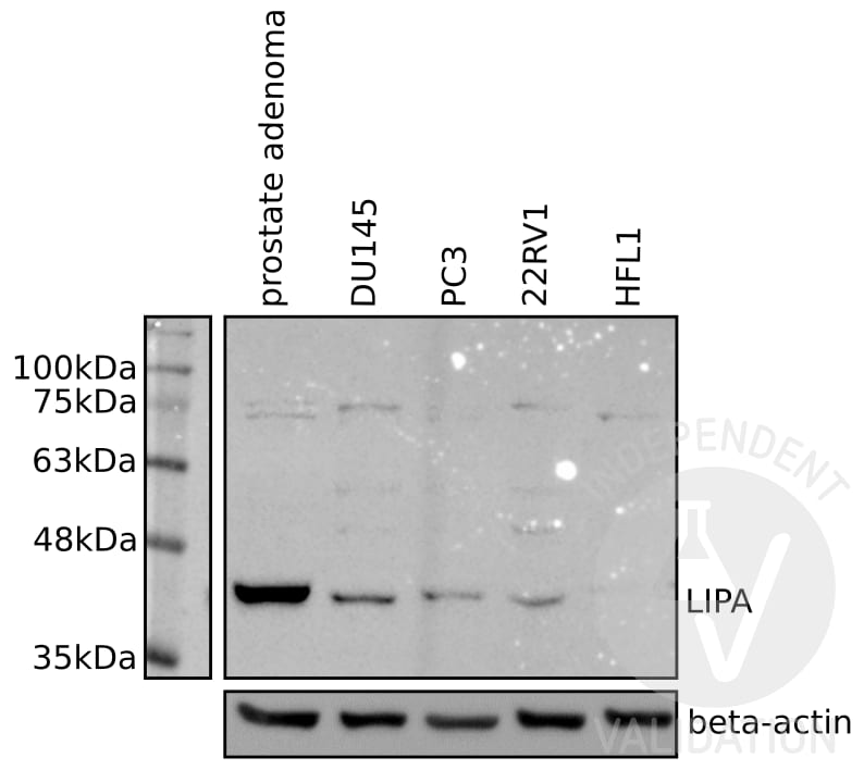 Lipase A Antibody - BSA Free NBP1-54155