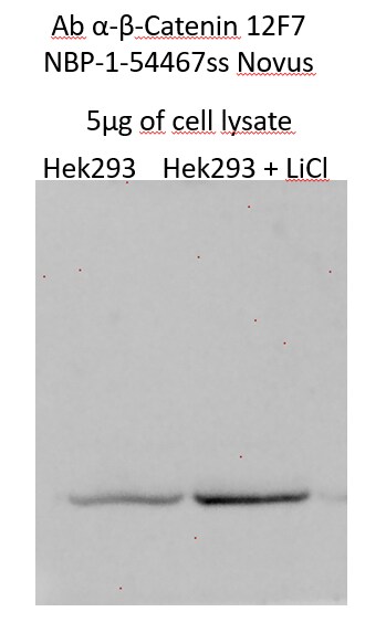 beta-Catenin Antibody (12F7) - BSA Free NBP1-54467