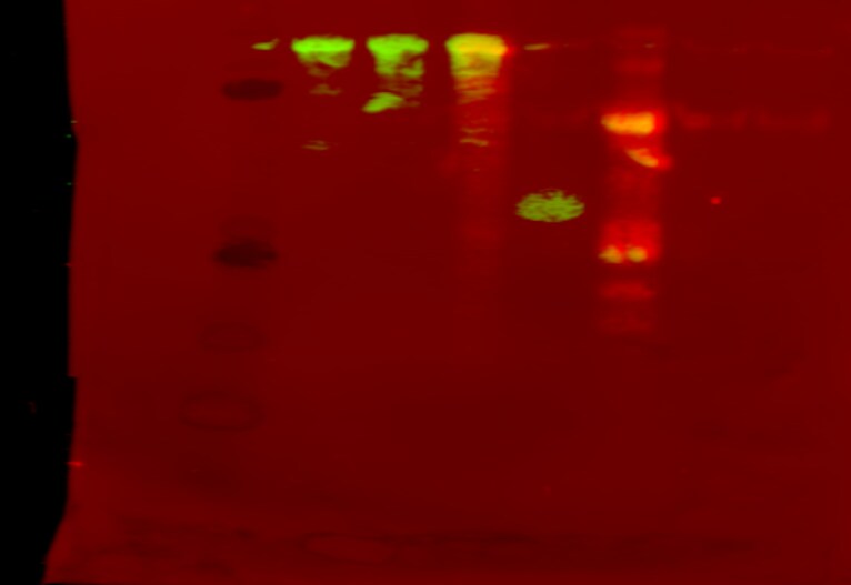 beta-Catenin Antibody (12F7) - BSA Free NBP1-54467