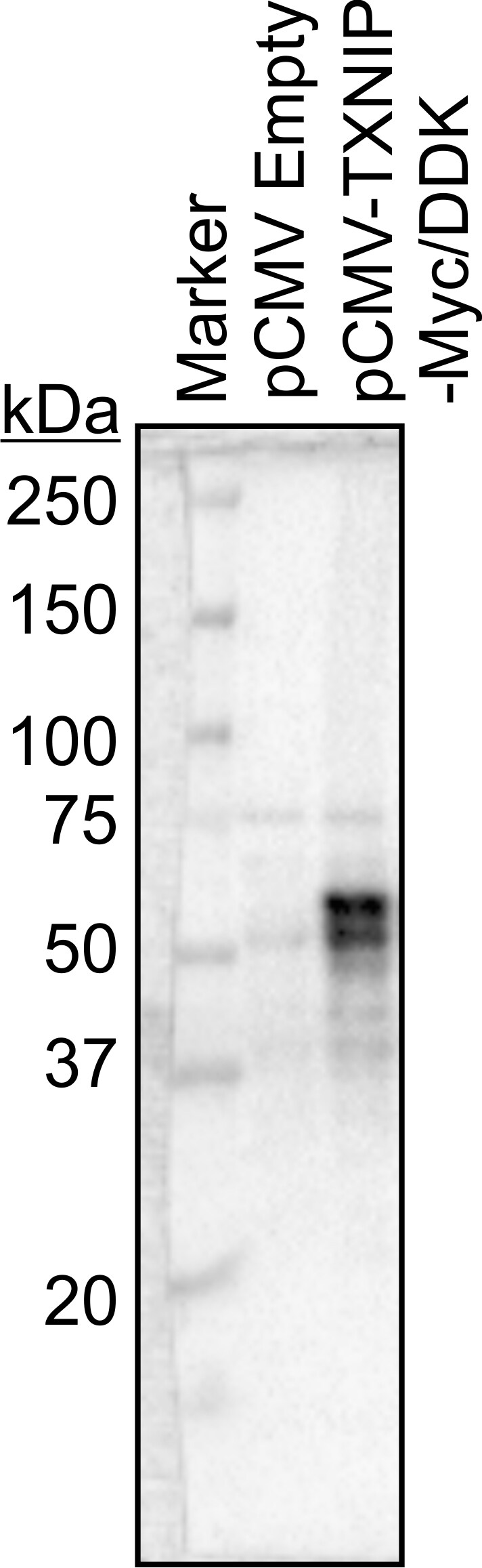 TXNIP Antibody (JY2) - Azide and BSA Free NBP1-54578