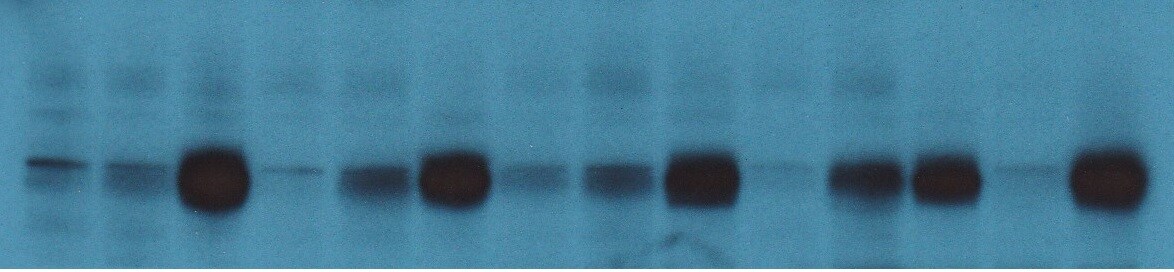 TXNIP Antibody (JY2) - Azide and BSA Free NBP1-54578